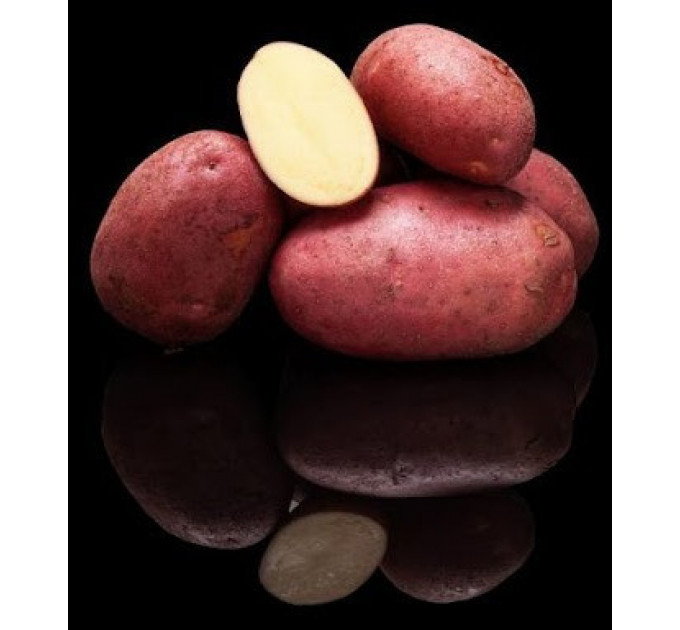 Семенной картофель Эволюшн (Evolution) 70-80 дней, 2 репродукция