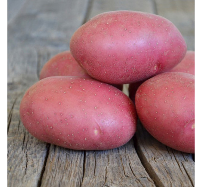 Семенной картофель Эсми, 50-60 дней 2 репродукция