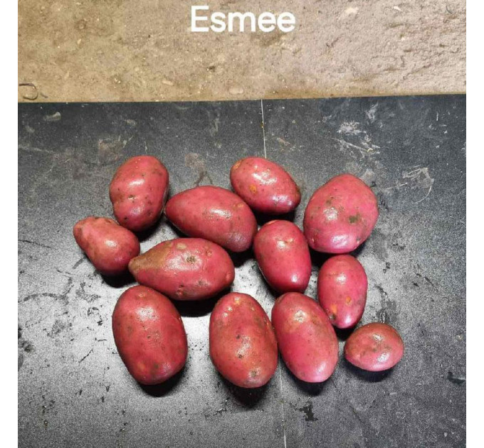 Семенной картофель Эсми, 50-60 дней 2 репродукция