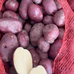 Семенной картофель Эсми, 50-60 дней 2 репродукция