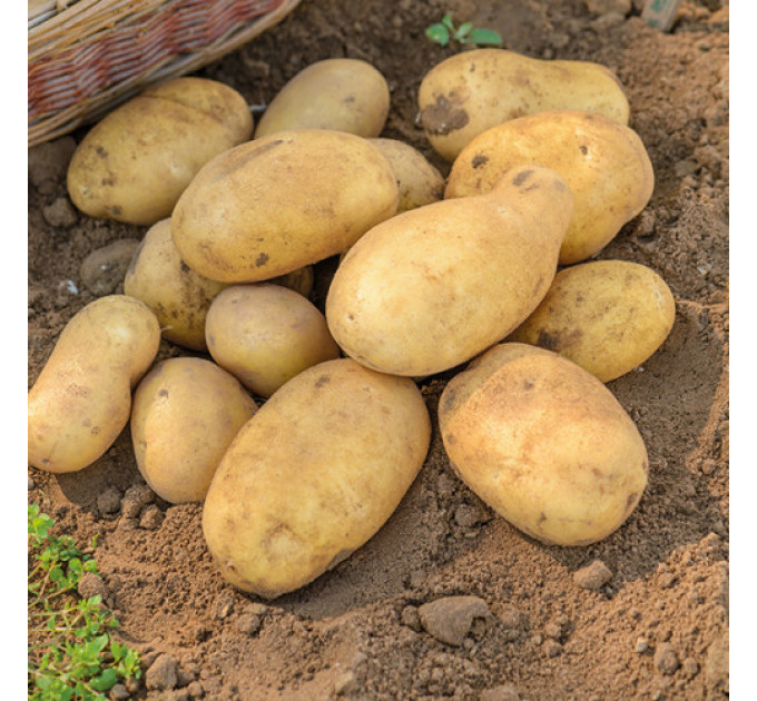 Семенной картофель Джелли (Jelly), 95-105 дней 2 репродукция