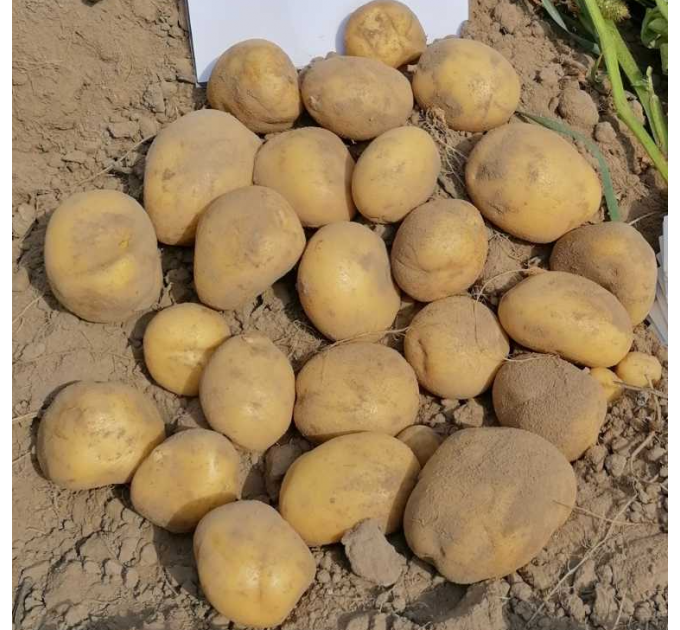 Семенной картофель Джелли (Jelly), 95-105 дней 2 репродукция