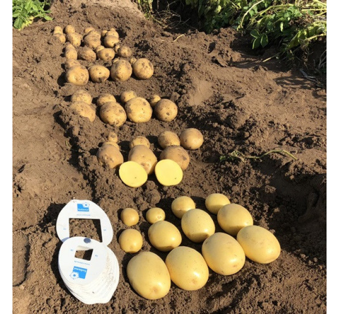 Семенной картофель Бельмонда (Belmonda) 70-90 дней, 2 репродукция