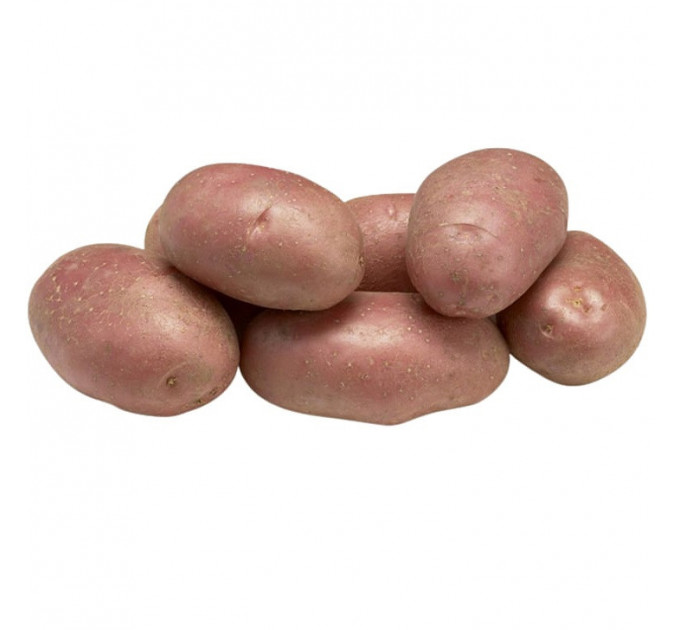 Семенной картофель Эволюшн (Evolution) 70-80 дней, 2 репродукция