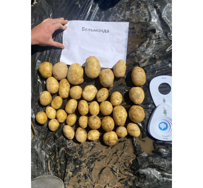 Семенной картофель Бельмонда (Belmonda) 70-90 дней, 2 репродукция