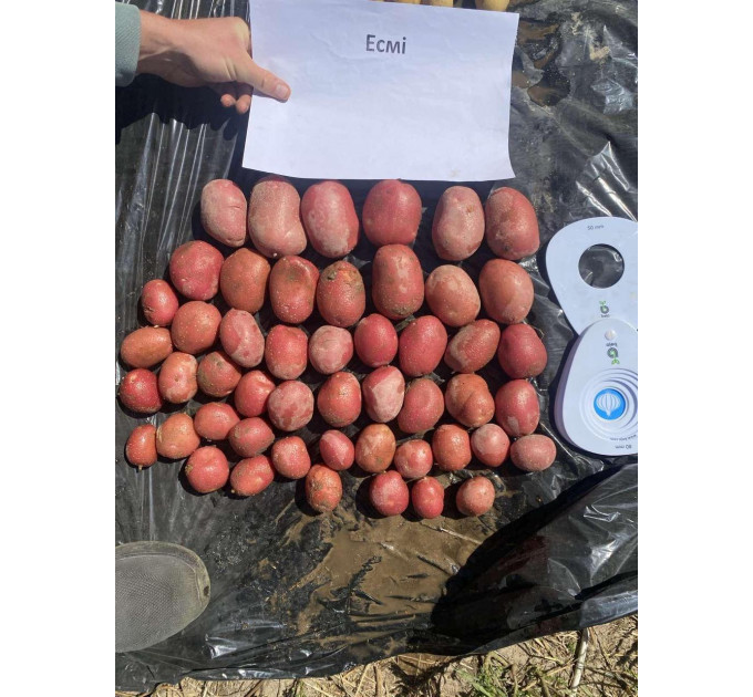 Семенной картофель Эсми, 50-60 дней 2 репродукция