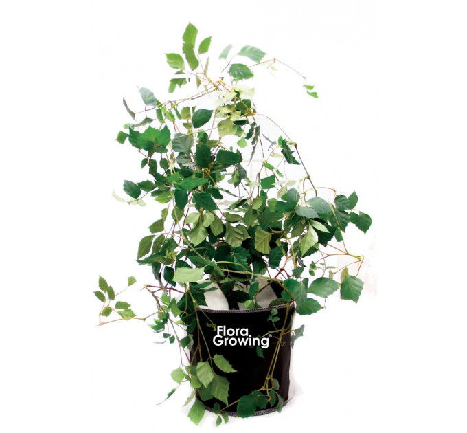 Агротекстильный горшок Grow Bag 5 л 20х20 см