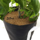Крышка из кокосового волокна Grow Bag 10 л 23 см