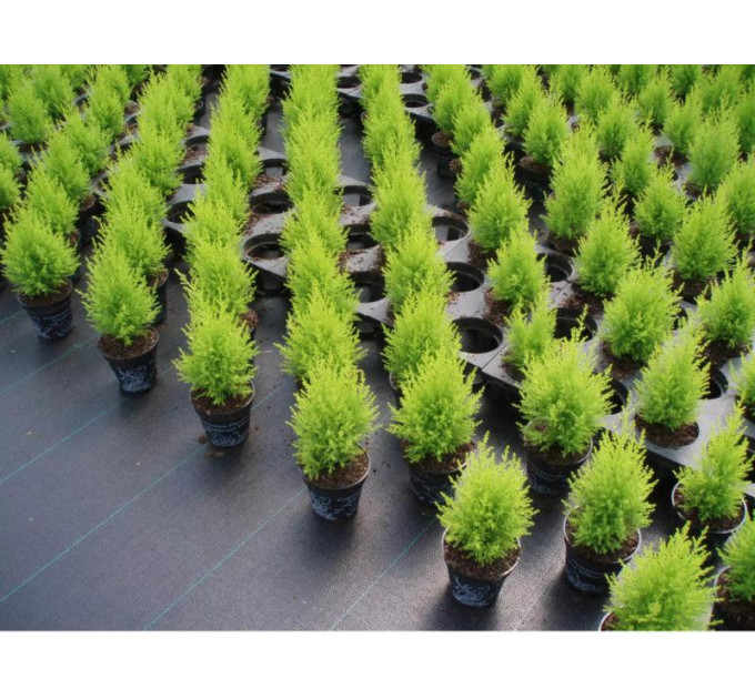 Агроткань Agrojutex 5.25*100 м 100 г/м2 Черная