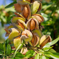 Миндаль сорт Амаретто 1 летний Миндаль сорт Амаретто 1 летний