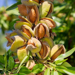 Миндаль сорт Амаретто 1 летний