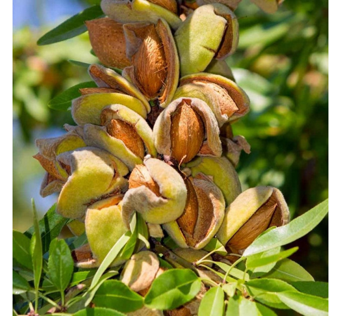 Миндаль сорт Амаретто 1 летний