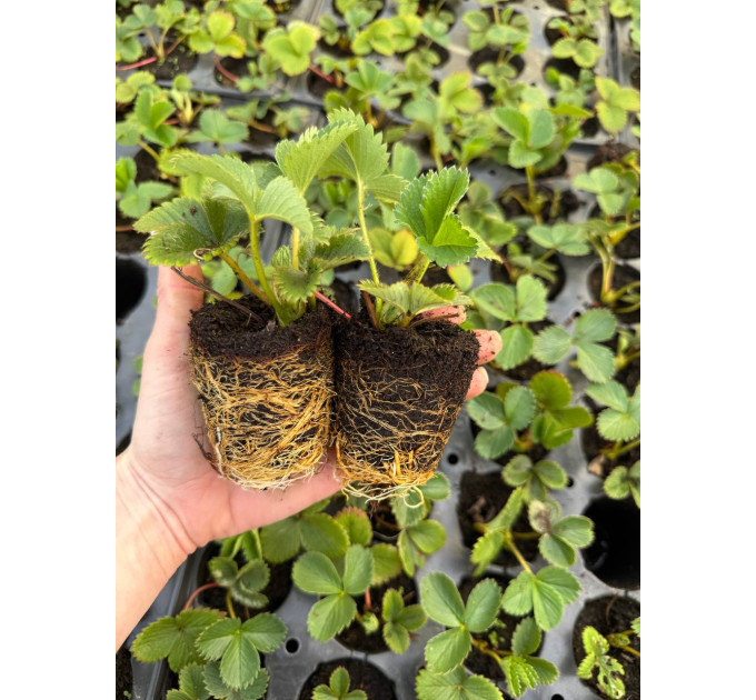 Клубника сорт Априка в кассетах, 32 ячейки