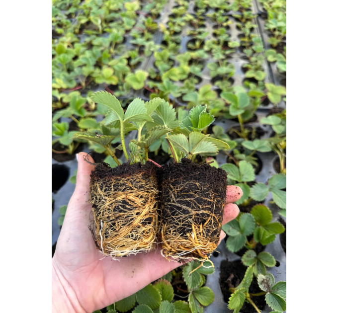 Клубника сорт Априка в кассетах, 32 ячейки