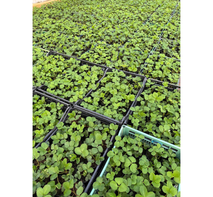 Клубника сорт Априка в кассетах, 32 ячейки