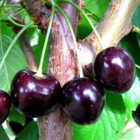 Вишня поздняя сорт Балатон, подвой магалепка Вишня поздняя сорт Балатон, подвой магалепка