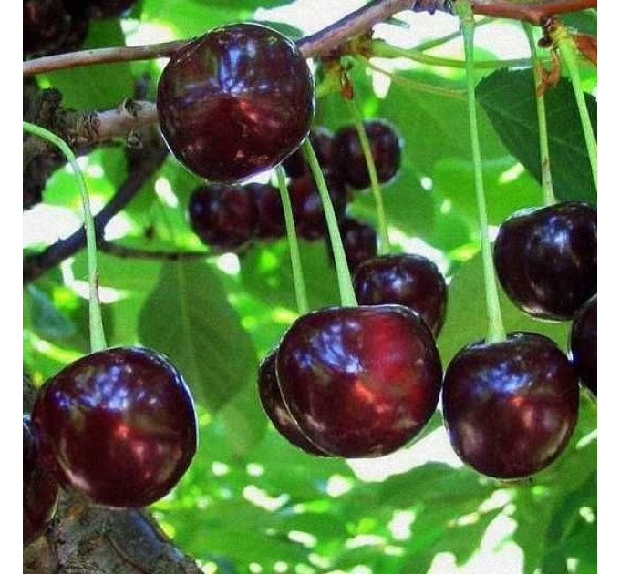 Вишня пізня сорт Балатон, підщепа магалєпка