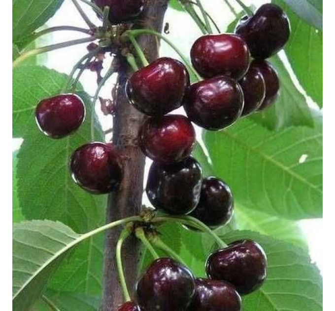 Вишня пізня сорт Балатон, підщепа магалєпка