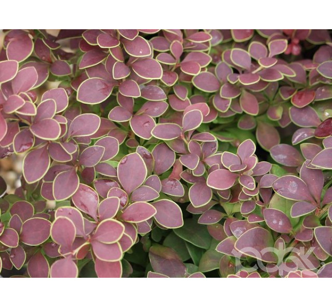 Барбарис Тунберга Golden Ring, контейнер 3 л H 15-20 см