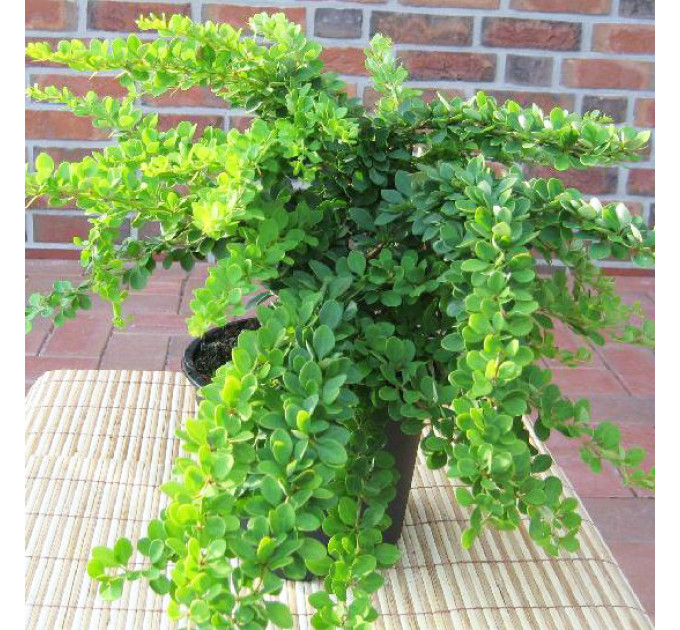 Барбарис Тунберга Green Carpet, контейнер 2 л H 20-30 см