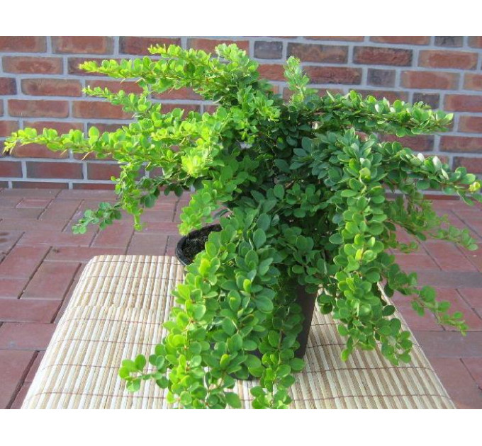 Барбарис Тунберга Green Carpet, контейнер 2 л H 20-30 см