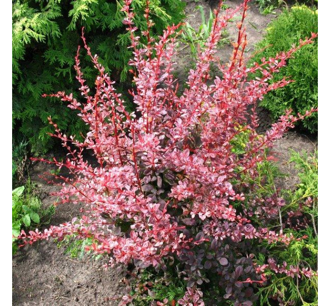 Барбарис тунберга Harlequin, Контейнер 3 л H 20-30 см