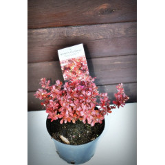 Барбарис "Адмирал"