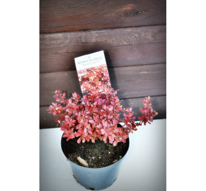 Барбарис "Адмирал"