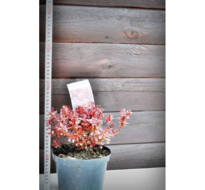 Барбарис "Адмирал"