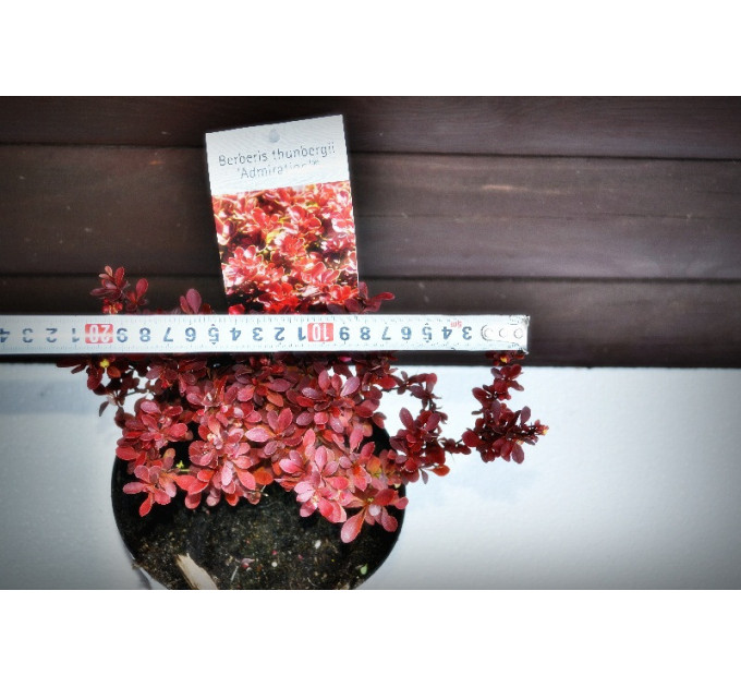 Барбарис "Адмирал"