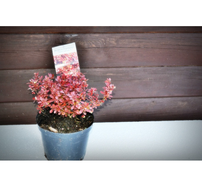 Барбарис "Адмирал"