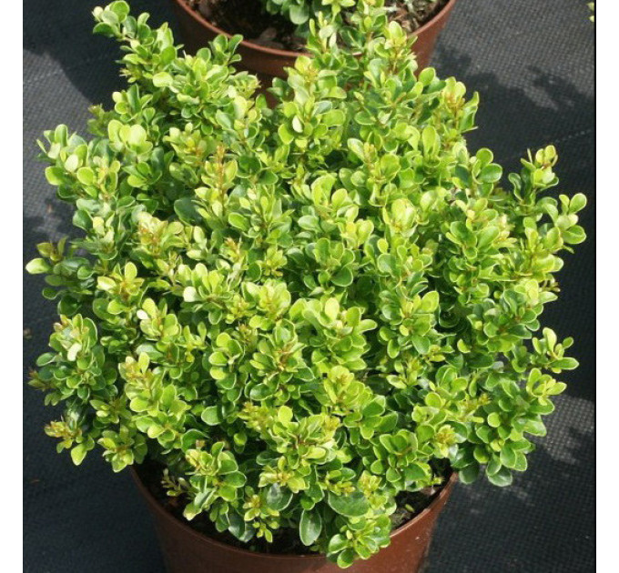 Барбарис тунберга Kobold, 2 л H 15-20 см