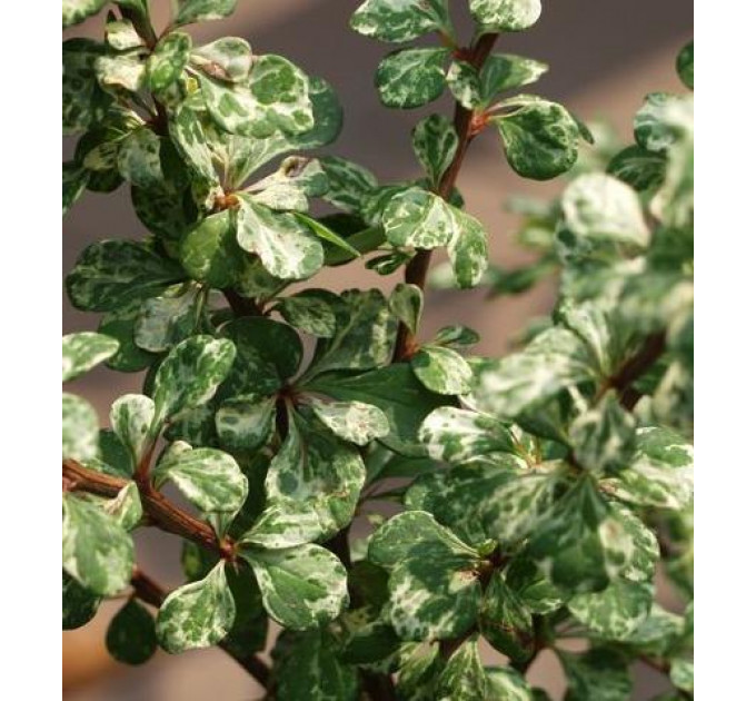 Барбарис тунберга сорт «Kornik», контейнер 1л H 12-15 см