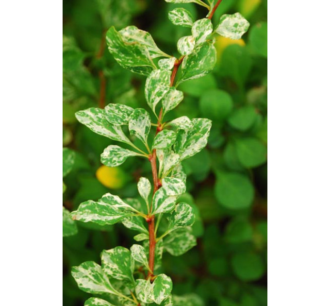 Барбарис тунберга сорт «Kornik», контейнер 1л H 12-15 см