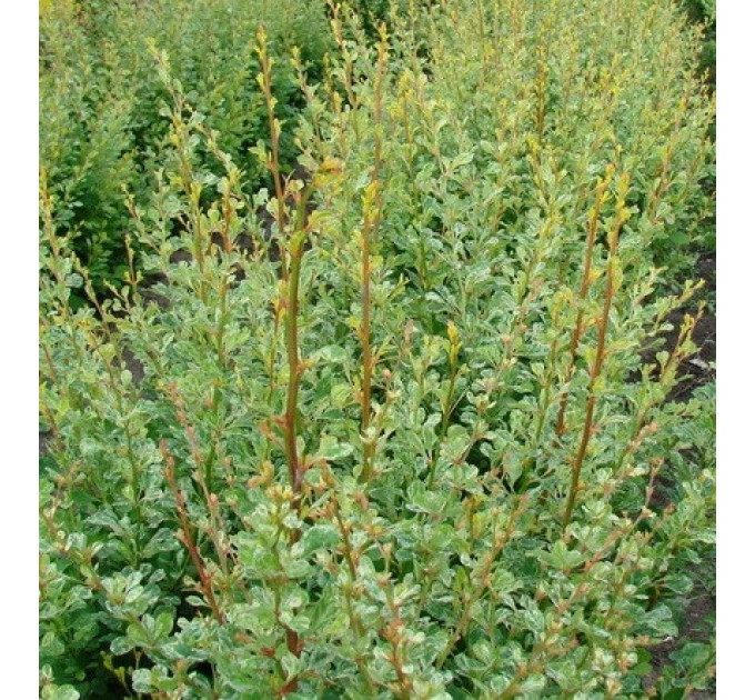 Барбарис тунберга сорт «Kornik», контейнер 1л H 12-15 см