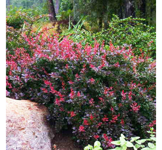 Барбарис Тунберга Atropurpurea Nana, контейнер 1л H 8-10 см