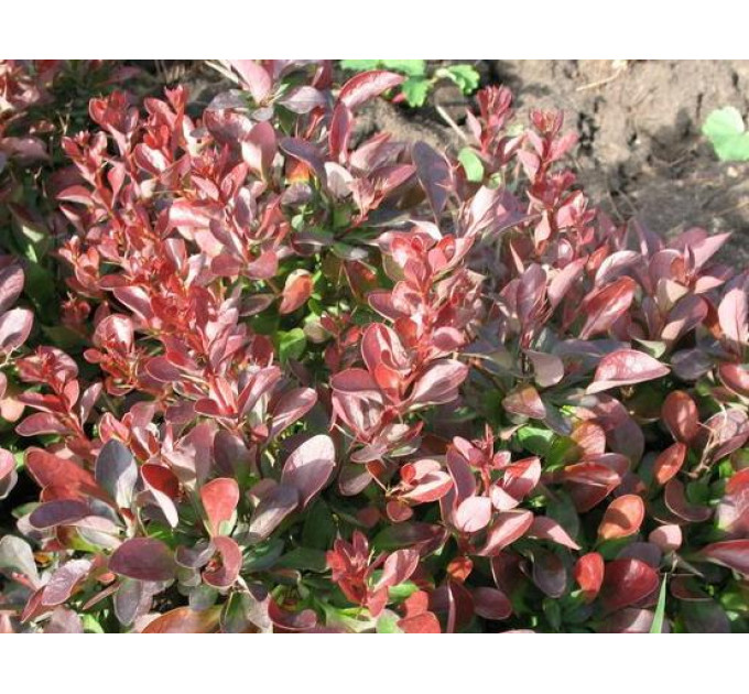 Барбарис Тунберга Atropurpurea Nana, контейнер 1л H 8-10 см