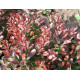 Барбарис Тунберга Atropurpurea Nana, контейнер 1л H 8-10 см