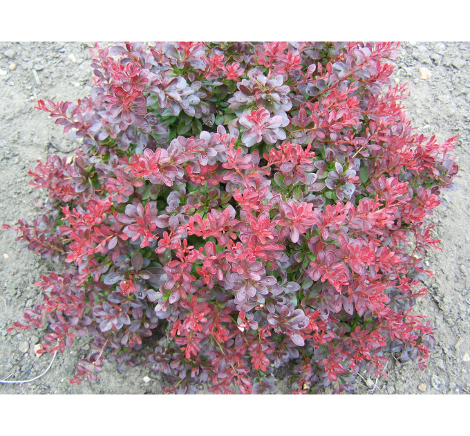 Барбарис Тунберга Atropurpurea Nana, контейнер 1л H 8-10 см