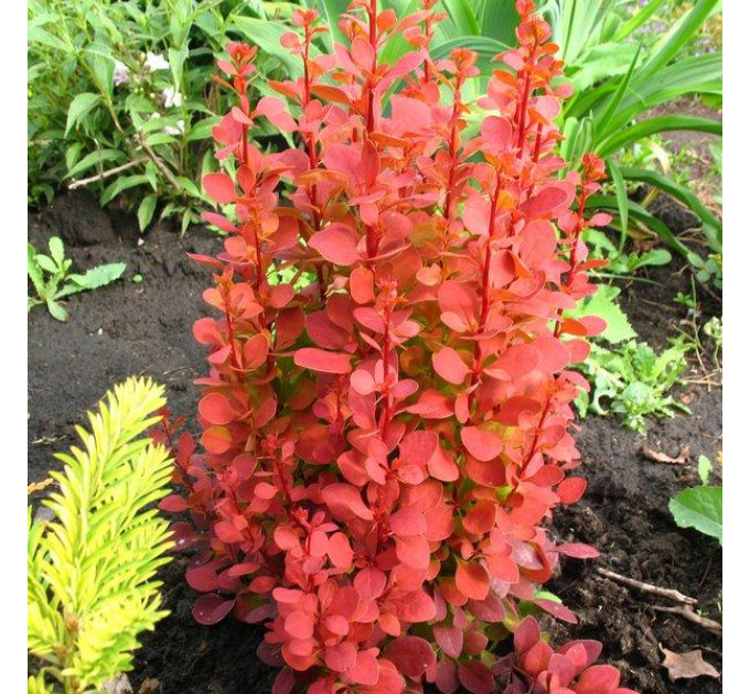 Барбарис Тунберга Orange Rocket, контейнер 1 л H 10-15 см