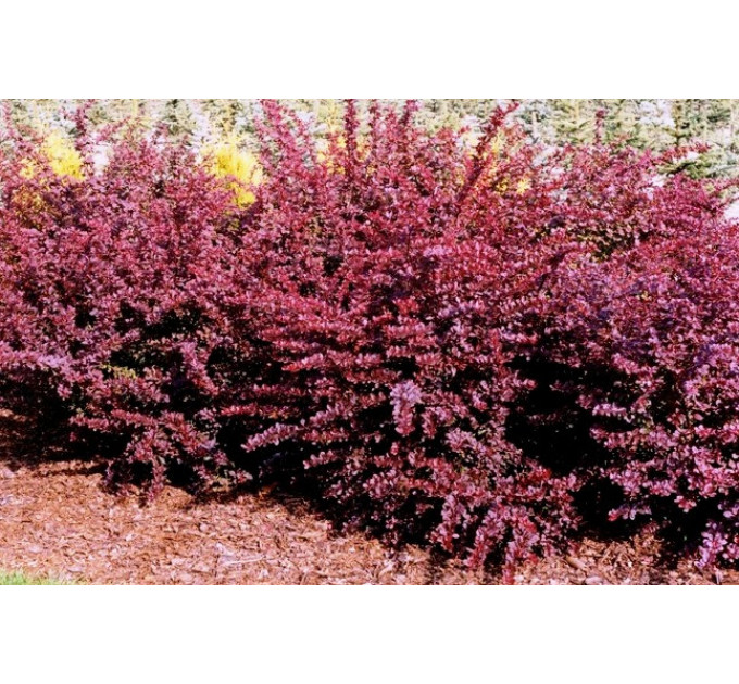 Барбарис Тунберга Atropurpurea, контейнер 3 л H 50-60 см