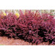 Барбарис Тунберга Atropurpurea, контейнер 3 л H 50-60 см