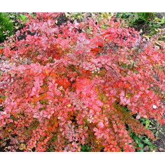 Барбарис Тунберга Atropurpurea, контейнер 3 л H 50-60 см