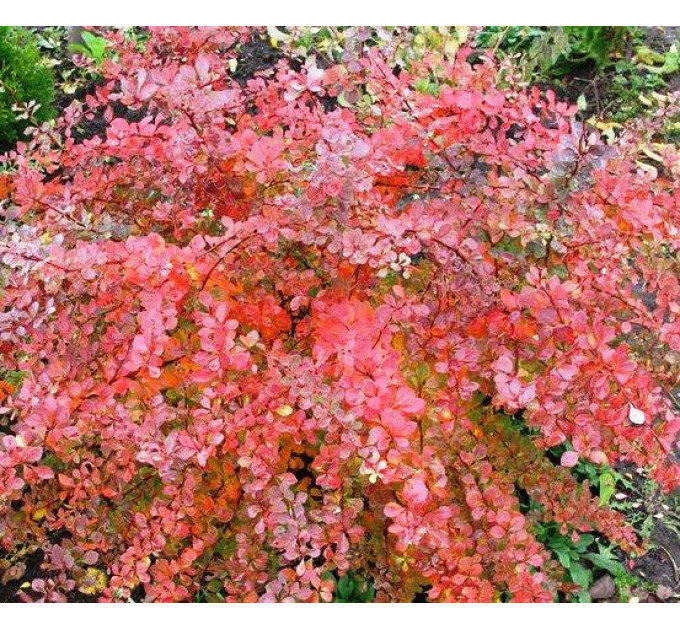 Барбарис Тунберга Atropurpurea, контейнер 3 л H 50-60 см