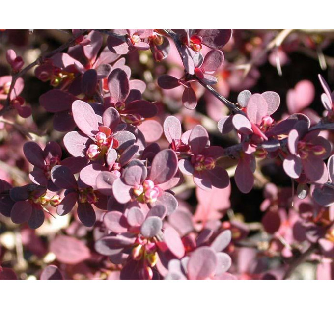 Барбарис Тунберга Atropurpurea, контейнер 3 л H 50-60 см