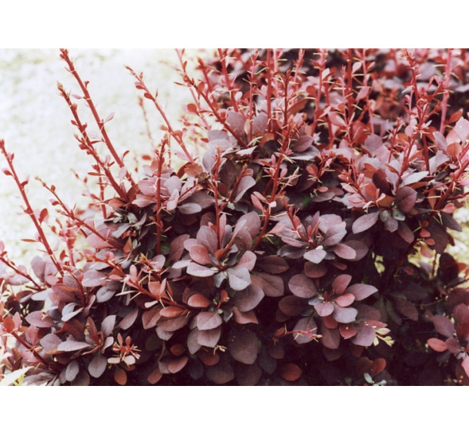 Барбарис Тунберга Atropurpurea, контейнер 3 л H 50-60 см