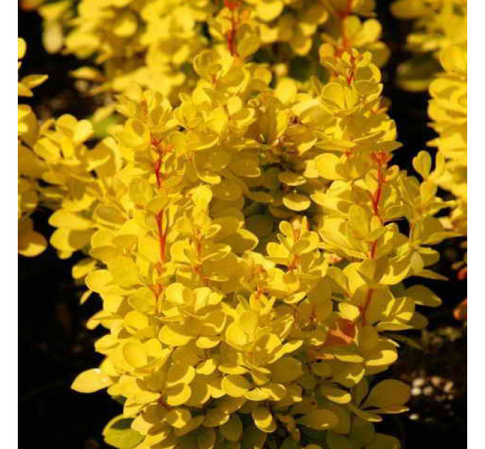 Барбарис тунберга Maria, контейнер 1 л H 10-12 см