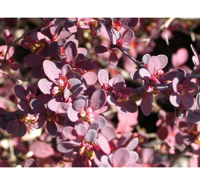 Барбарис Тунберга Atropurpurea, контейнер 1 л H 10-20 см