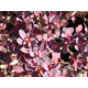 Барбарис Тунберга Atropurpurea, контейнер 1 л H 10-20 см