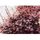Барбарис Тунберга Atropurpurea, контейнер 1 л H 10-20 см